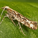 A cute diamondback moth. Image: Wikimedia Commons